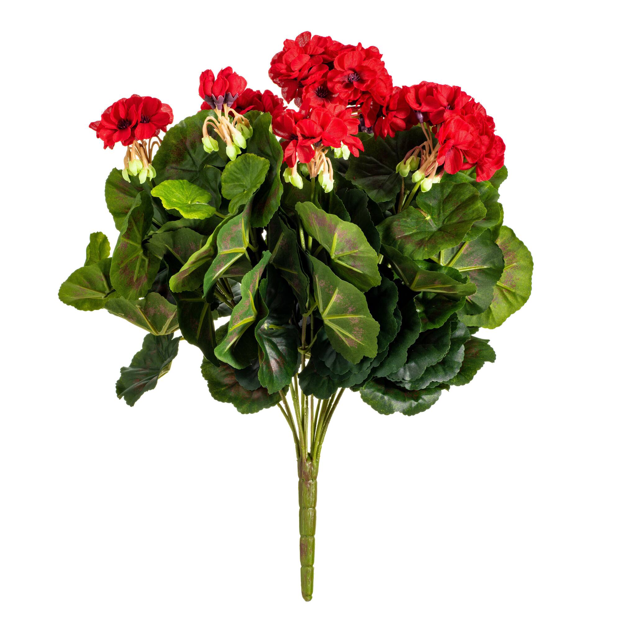 Red Geranium Bush